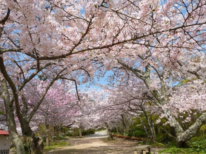 北九州市立白野江植物公園