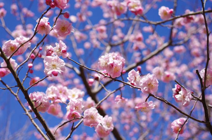 向山緑地内梅林園