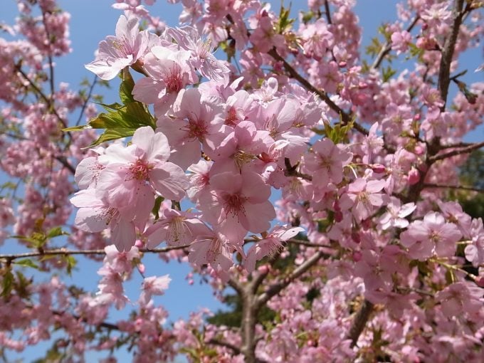三重県 河津桜 國束寺