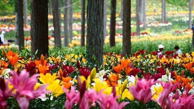 大垣市 観光スポット 谷汲山華厳寺