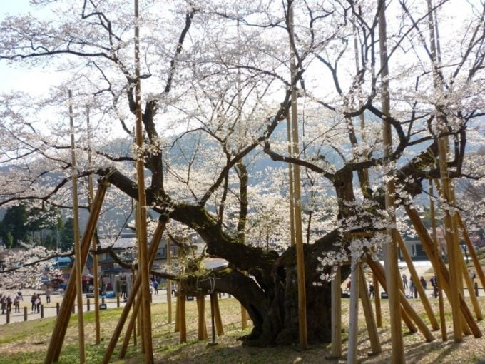 大垣市 観光スポット 根尾谷淡墨桜
