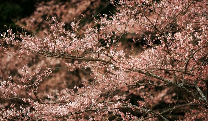 大垣市 観光スポット 根尾谷淡墨桜