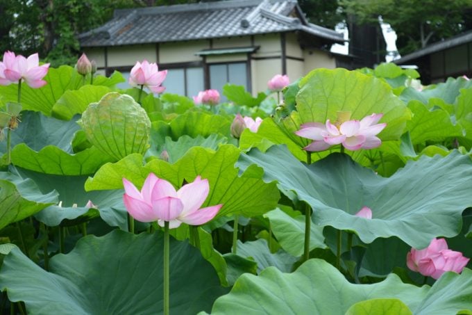 専修寺