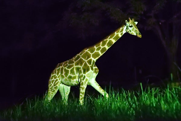 東山動植物園 ナイトZOO