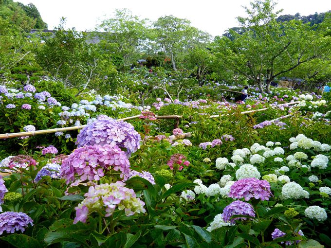 静岡 花畑 極楽寺