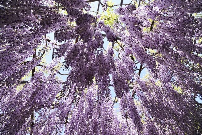 福岡 インスタ映え 河内藤園