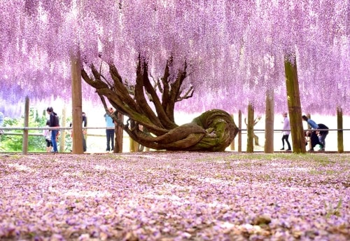 福岡 インスタ映え 河内藤園3
