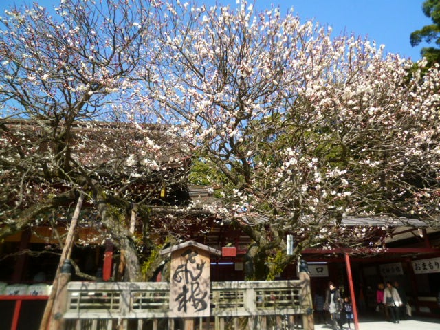 白梅