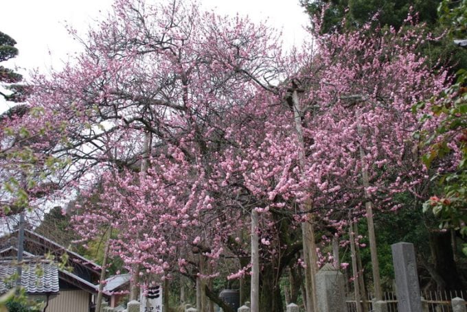 岐阜　インスタ映え　聖蓮寺