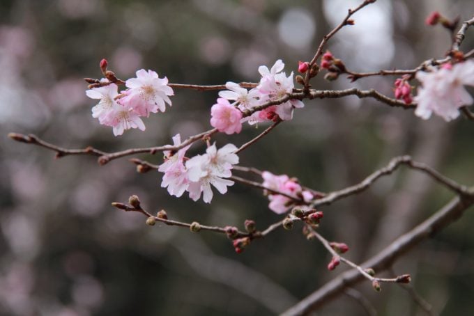 岐阜　インスタ映え　聖蓮寺