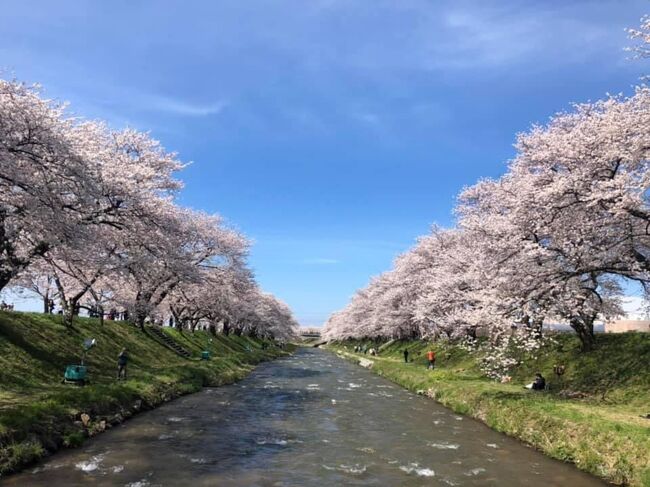 舟川べり桜並木