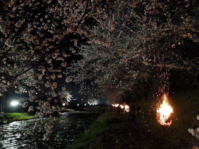 舟川べり桜並木