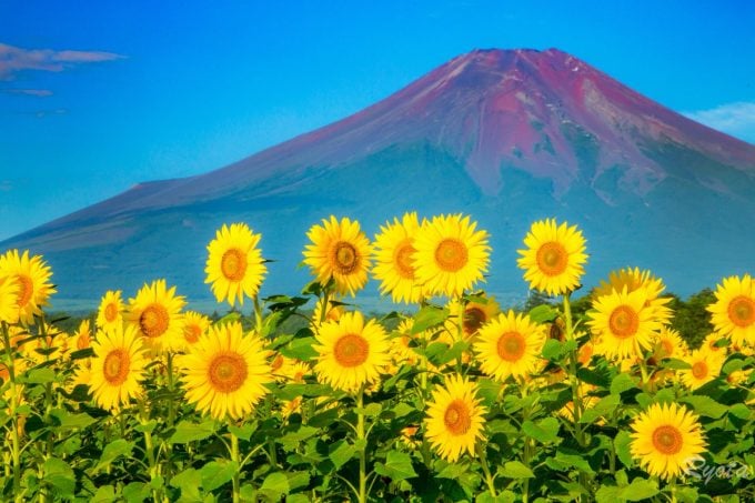 花の都公園
