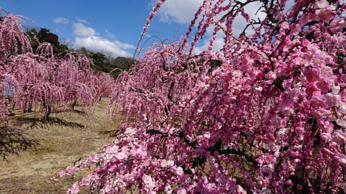 三重県 梅 菅原神社