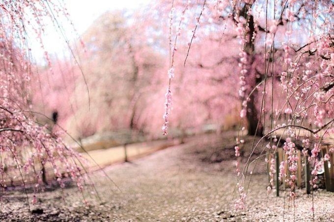 三重県 梅 鈴鹿の森庭園