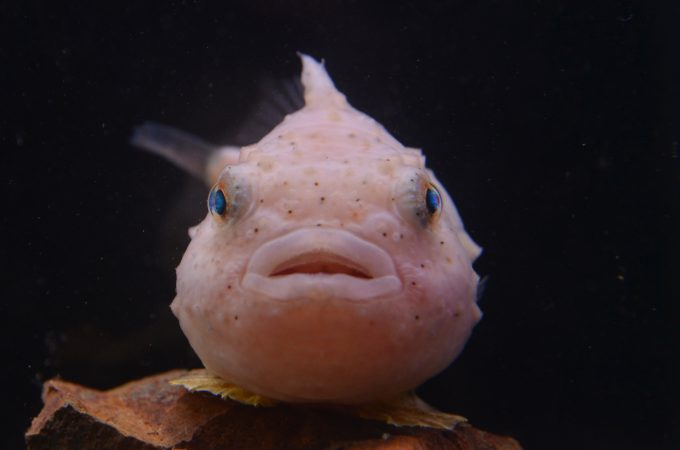 鳥羽水族館