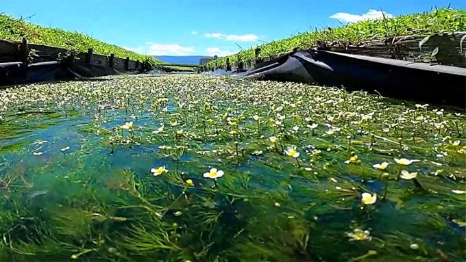 福岡 インスタ映え 黄金川2
