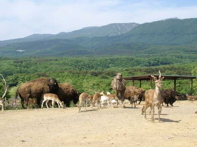 利尻島での交通手段は?