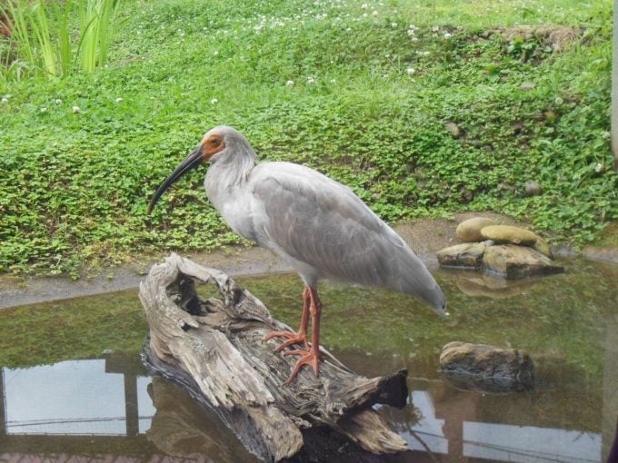 トキの森公園