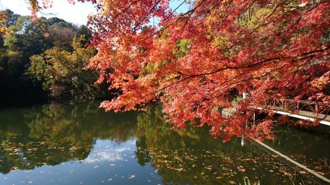 震生湖 紅葉