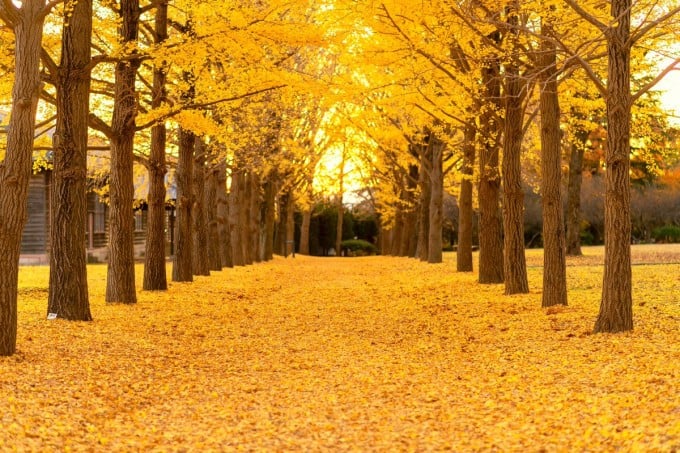 茨城インスタ映え 茨城県立歴史館 紅葉