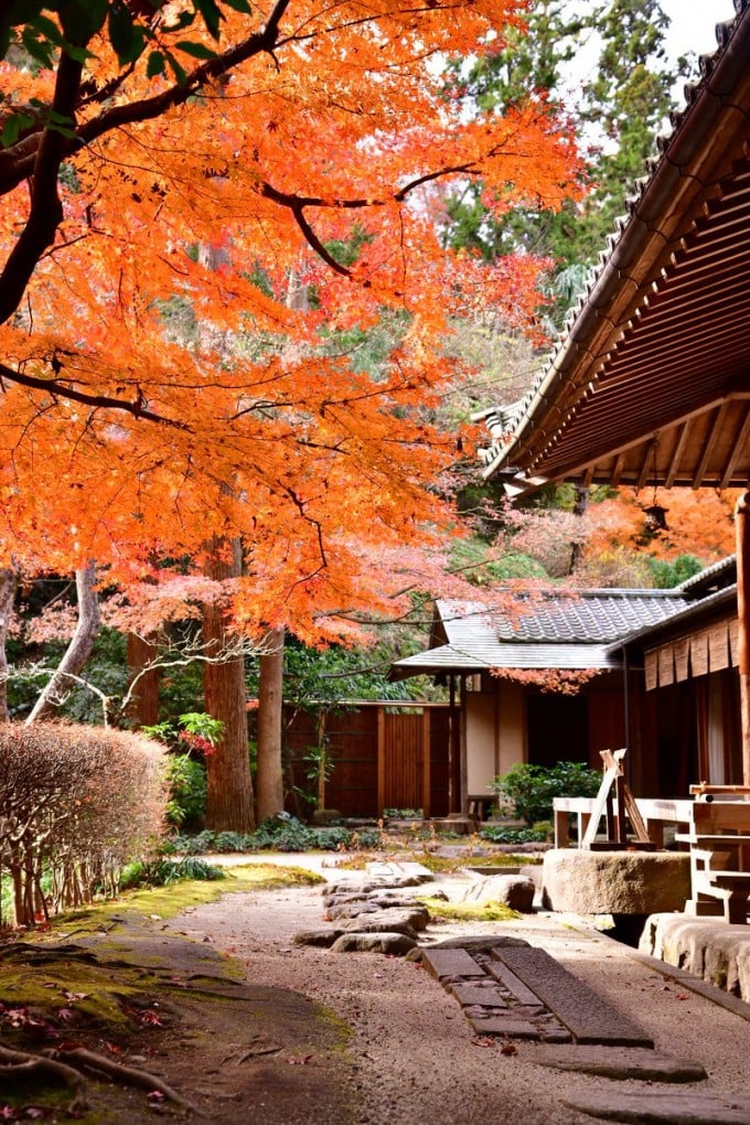 明月院 紅葉