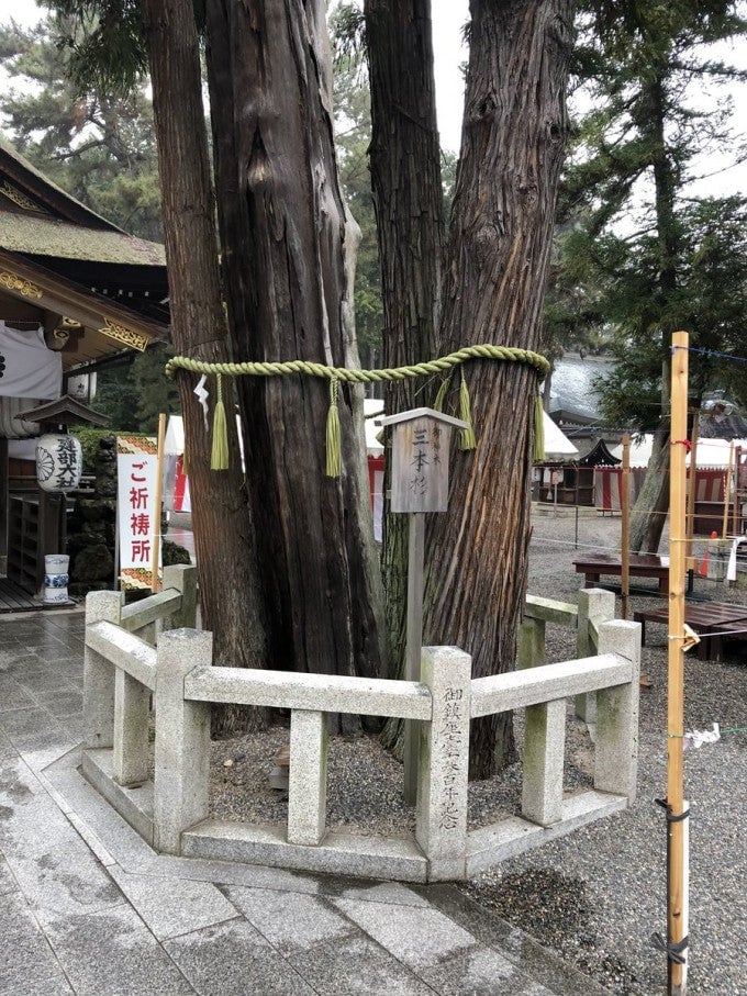 建部大社 三本杉 パワースポット