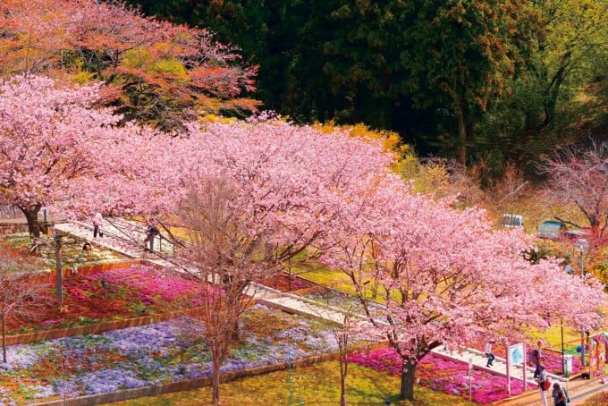茨城インスタ映え 静峰ふるさと公園 桜