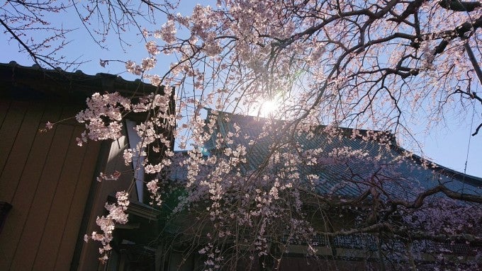 茨城インスタ映え 般若院 枝垂れ桜 茨城