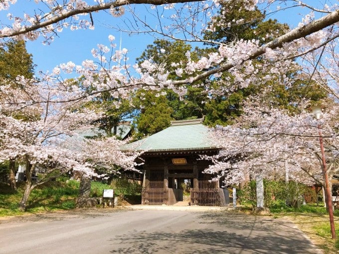 茨城インスタ映え 西蓮寺 行方市 桜