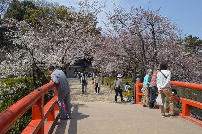 茨城インスタ映え 亀城公園 桜