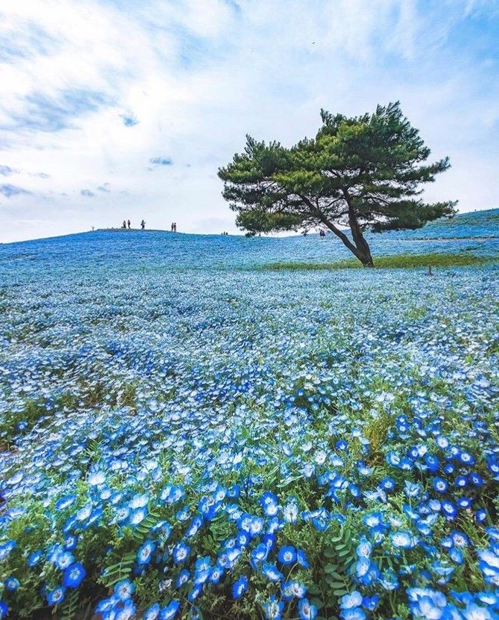 茨城インスタ映え ひたち海浜公園