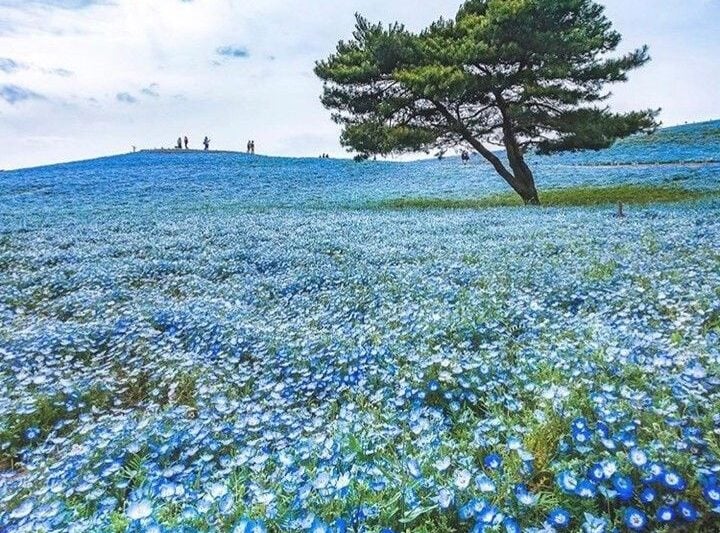 茨城県のインスタ映えするスポットを厳選