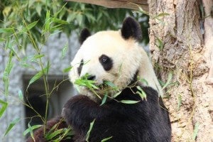 パンダ