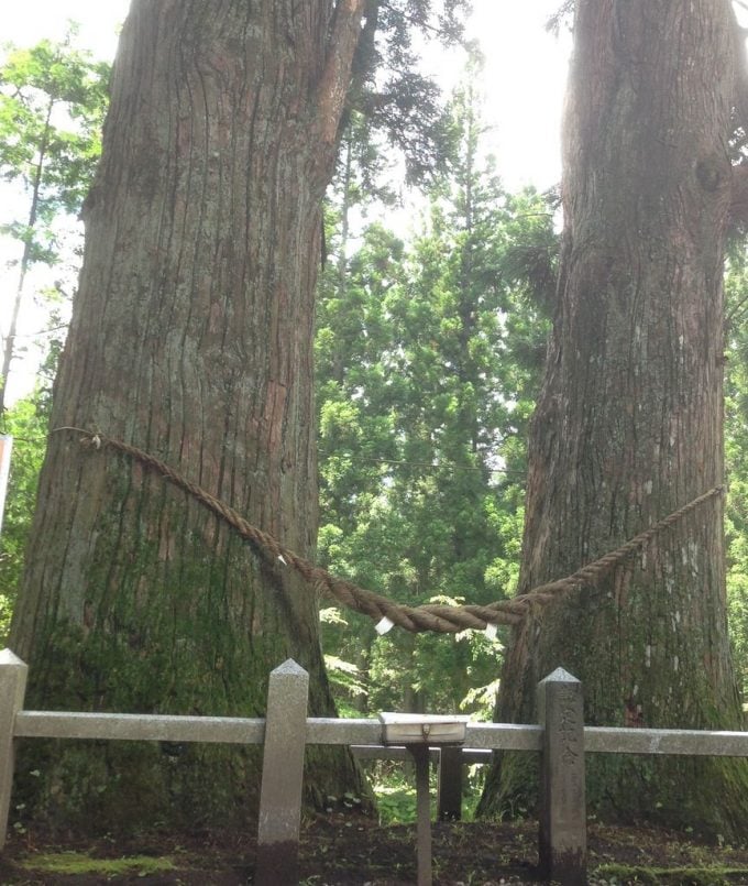 岩手 パワースポット 岩手山神社 夫婦杉