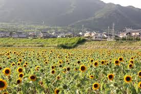 えっ!?今頃ひまわり大原野