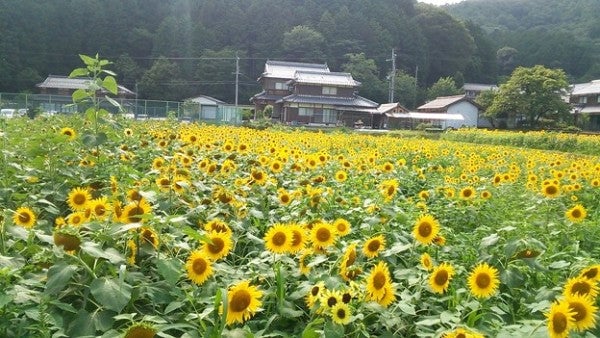ひまわり柚遊農園