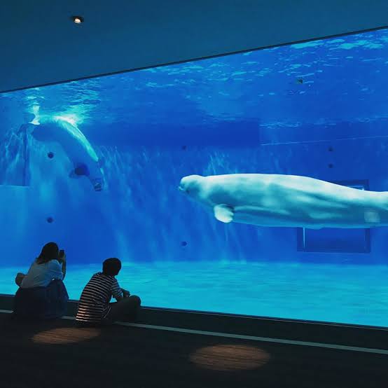 しまね海洋館アクアス