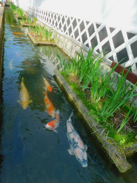 津和野 殿町通り