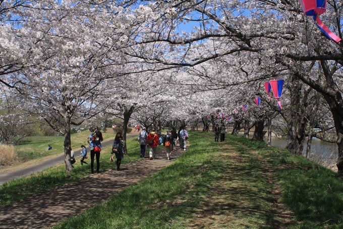 茨城インスタ映え 福岡堰さくら公園 桜