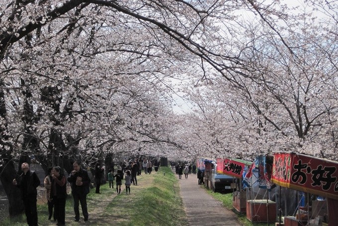 茨城インスタ映え 福岡堰さくら公園 桜