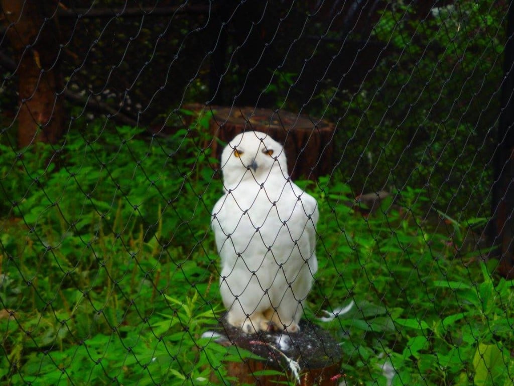 旭川 観光名所 エゾシカの森