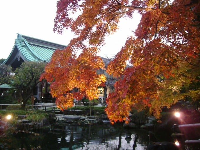 長谷寺 紅葉 神奈川