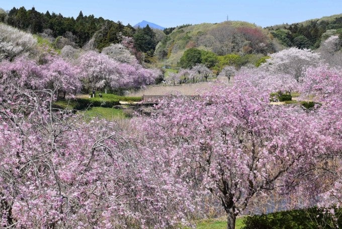 茨城インスタ映え 常陸風土記の丘