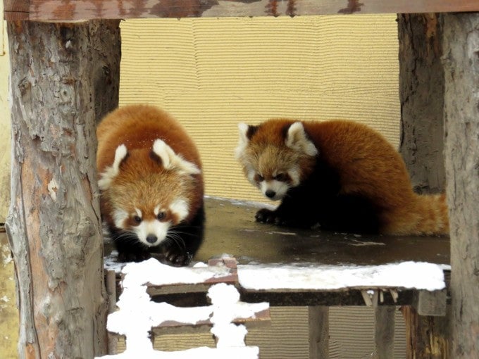 旭山動物園