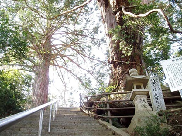 「八栄神社」のパワースポットは、ご神木のヒノキ